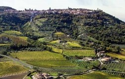 Montalcino Cru Canalicchi