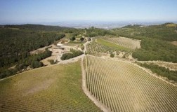 Montalcino vigneti in altura Poggio Salvi
