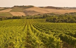 Col d'Orcia, vigneto Poggio al Vento