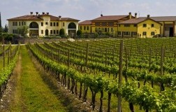 monte del fra custoza vino bianco vigneti
