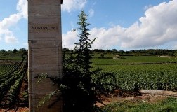 Montrachet panorama vigneti