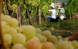 moscato d'asti
