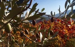 Olive Autunno