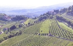 paesaggio vigneti valpolicella