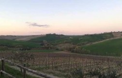 pievalta castelli di jesi verdicchio marche