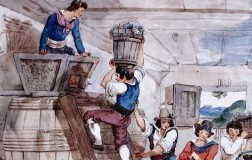 Pigiatura uva Achille Pinelli
