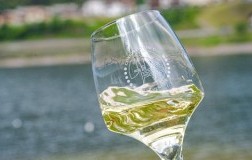 Pinot Grigio delle Venezie