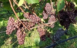 Pinot Grigio
