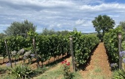Podere Conca Vigneto Apistos