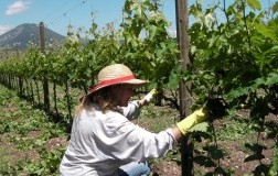 potatura verde in vigna
