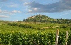 predappio vigneti
