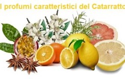 Profilo Aromatico Catarratto