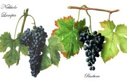 rivincita uvaggio nebbiolo barbera