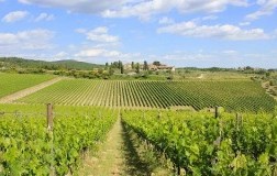 Rocca delle Macie panorama