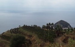 Vigneto sul mare Ischia