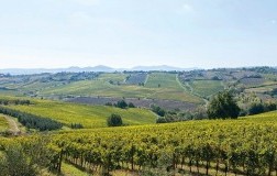 San Patrignano Vigneti