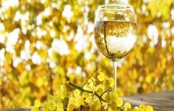 sauvignon blanc