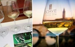 soave versus DoctorWine