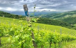 tedeschi vini veneto vigneti