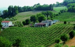 tenuta dell'ugolino marche vigneti