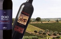 Tintilia del Molise Tenimenti Grieco e Di Majo Norante