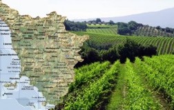 Toscana regione vinicola più conosciuta dai consumatori Usa