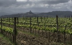 Toscana Igt vigneto