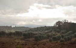 felsina uliveto ulivi toscana olio extravergine d'oliva raggiolo