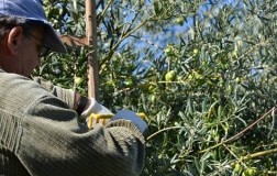 Raccolta varietà ulive tonda iblea