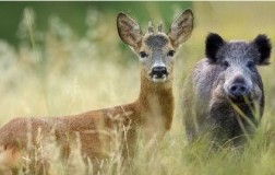 ultrasuoni per allontanare gli ungulati in toscana