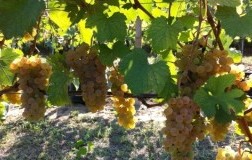 immagine uva grappolo foglia arneis vino bianco piemonte vite vigna