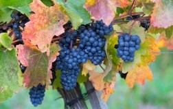Uva Barbera