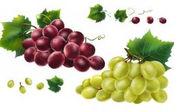 vendemmia 2019, prezzi uve da vino