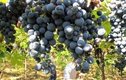 uva montepulciano