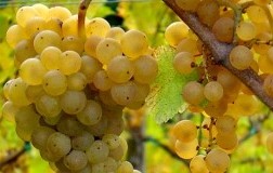 Uva Ribolla