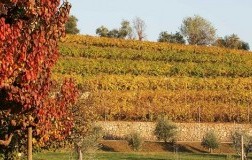 Vigneti Valpolicella Rubinelli Vajol
