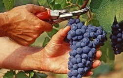 vendemmia 2019, stime Assoenologi, Ismea e Uiv