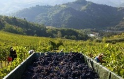 vendemmia fattoria nicolucci