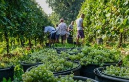 vendemmia