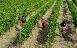 vendemmia in Oltrepò Pavese