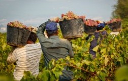 Vendemmia in Sicilia