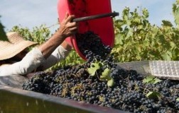 Vendemmia in Toscana a Dievole