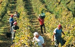 Vendemmia in Franciacorta