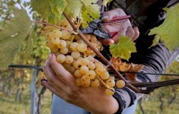Vendemmia Malvasia Lusenti