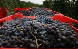 vendemmia nebbiolo Langhe