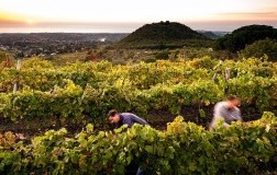 vendemmia sull'Etna