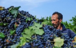 vendemmia Trullo di Pezza
