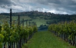 Verdicchio dei castelli di jesi vigneto