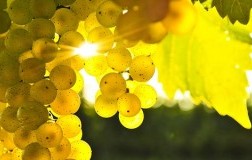 grappolo di vermentino uva bianca sardegna
