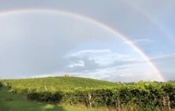 Vigna Motfrei Colline Novaresi Nebbiolo Francesco Brigatti